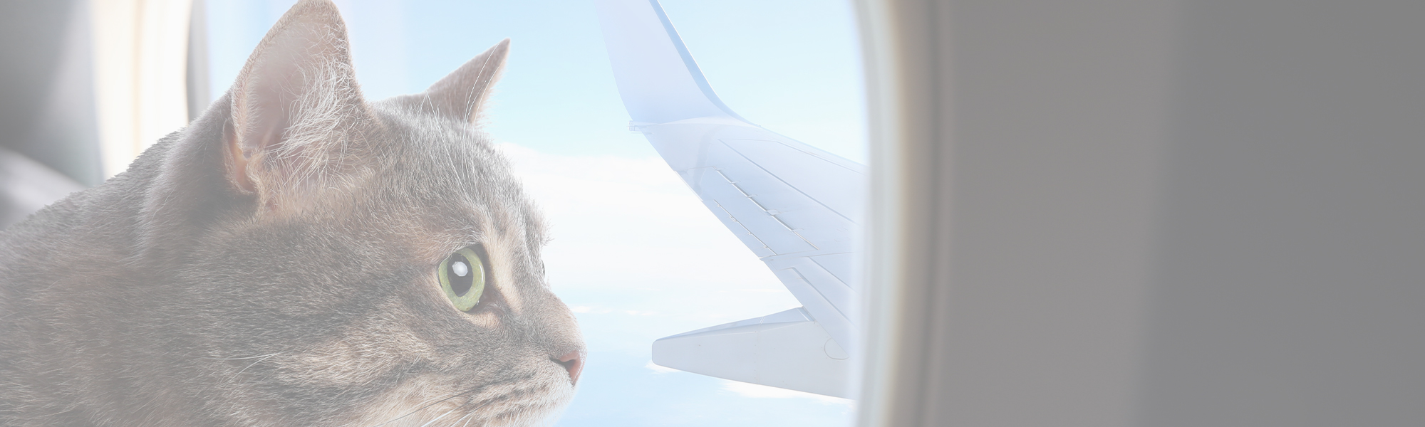 Airlines For Pets