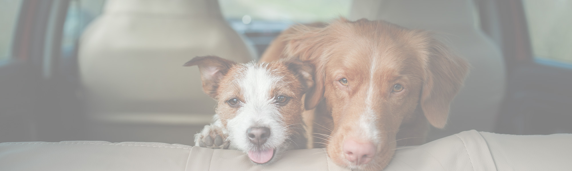 two dogs looking out back of car window